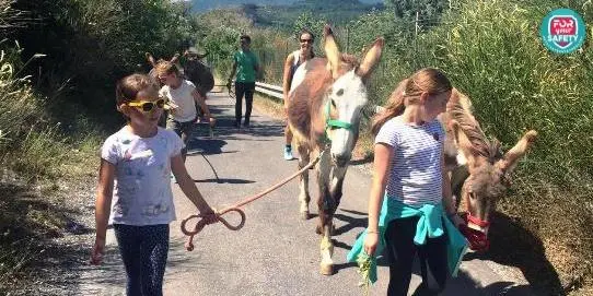 AsinOlla ASD