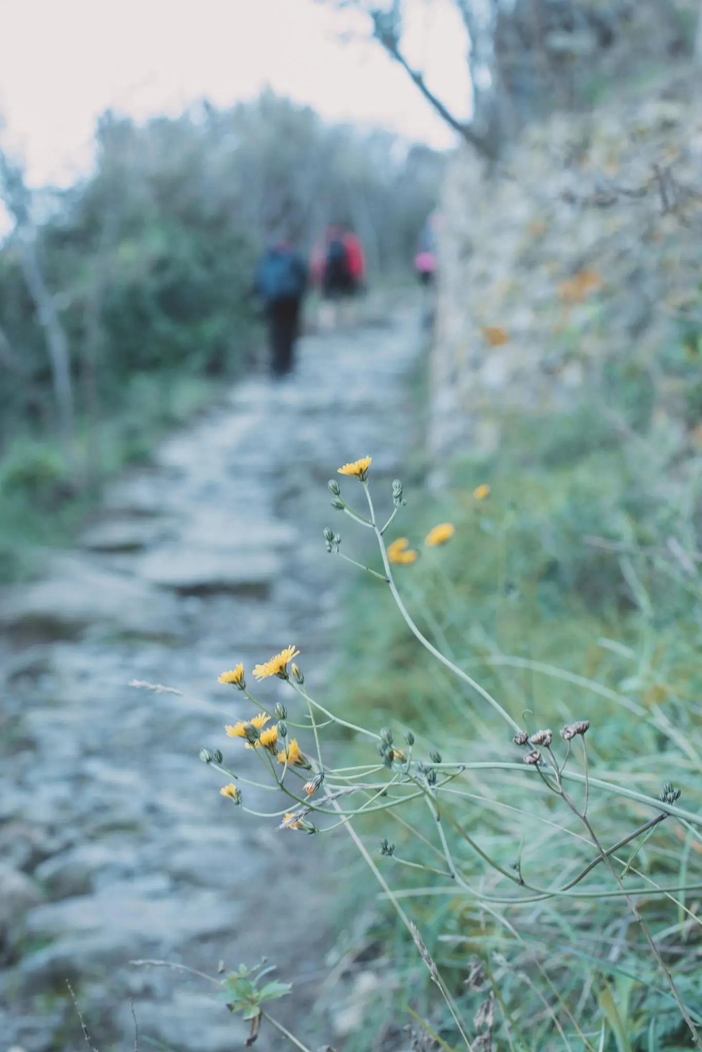 Guide del Golfo - Hiking & Guided Tours