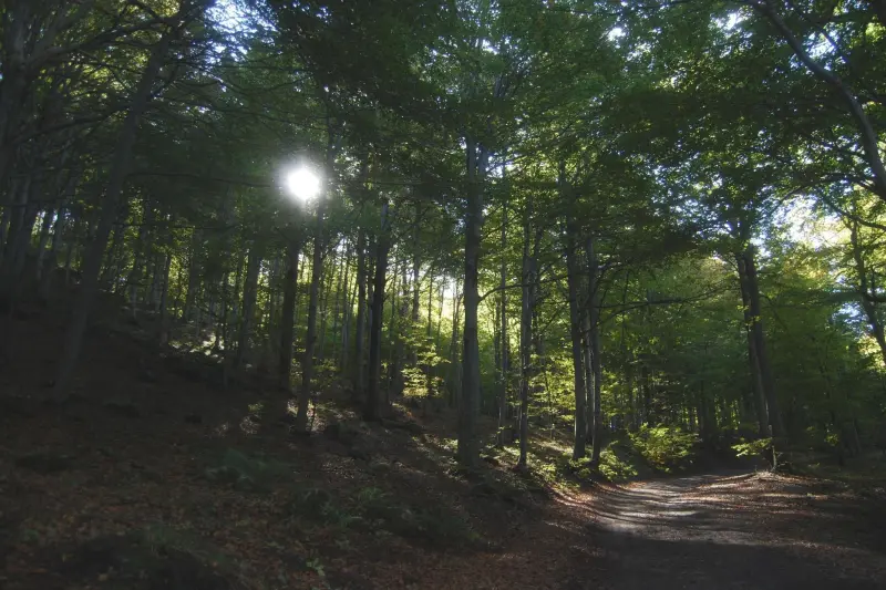Barbottina Beech Forest